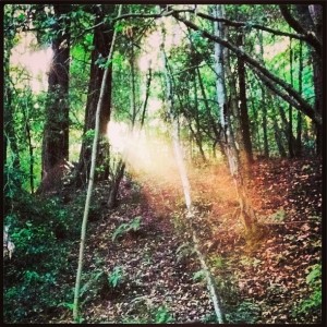 light shining through trees