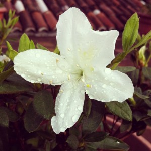 White Flower