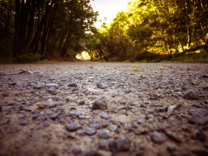 rocky path in the woods