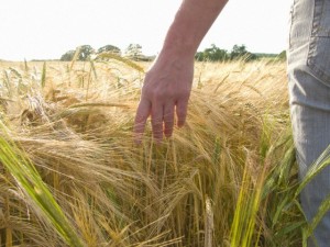 Woman walking through barley field