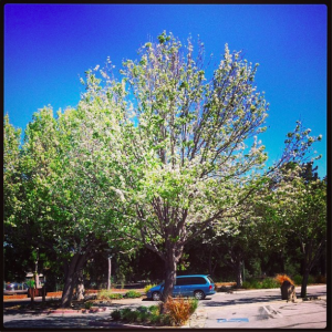 Between blossoms and leaves.