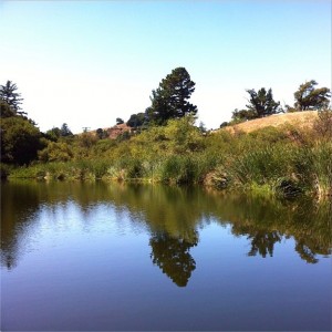 Pond at Russian Ridge Open Space Nature Center. #reflection #nofilter