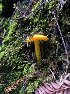 golden mushroom