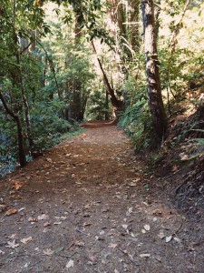 wooded path
