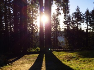 sunrise through the trees