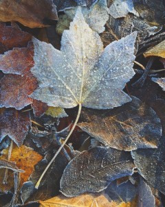 frosted leaves