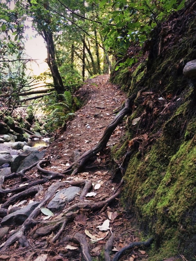 Looking up at a trail descending to a rocky stream