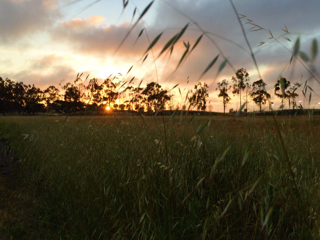 Sunset through distant trees as tall grass waves in foreground