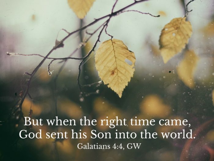 Galatians 4:4, rainy autumn day with sparse leaves on a tree