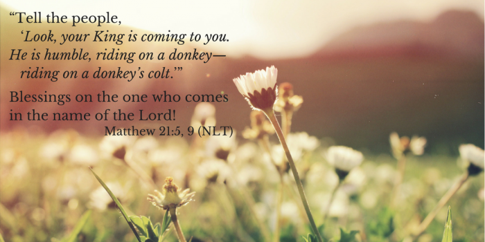 sunflowers at sunrise with quotation of Matthew 21:5, 9 – NLT